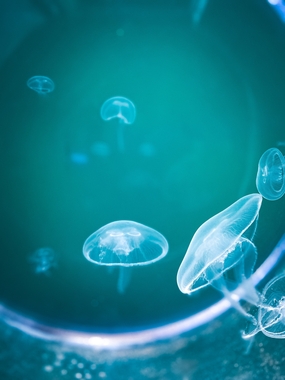 唯美蓝色深海水母背景图片